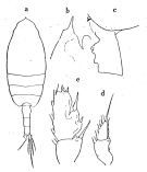 Espce Paraeuchaeta bisinuata - Planche 4 de figures morphologiques