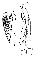 Espce Spinocalanus abyssalis - Planche 18 de figures morphologiques