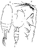 Espce Gaetanus minor - Planche 15 de figures morphologiques