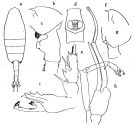 Espce Paraeuchaeta confusa - Planche 2 de figures morphologiques