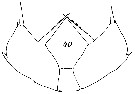 Espce Scolecithricella abyssalis - Planche 11 de figures morphologiques