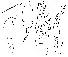 Espce Scolecithricella abyssalis - Planche 14 de figures morphologiques