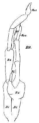 Espce Scolecithricella abyssalis - Planche 12 de figures morphologiques