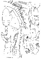 Espce Scaphocalanus brevicornis - Planche 7 de figures morphologiques
