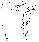 Espce Scaphocalanus brevicornis - Planche 10 de figures morphologiques