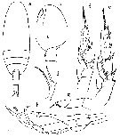 Espce Scaphocalanus brevicornis - Planche 8 de figures morphologiques