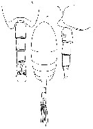 Espce Undinella frontalis - Planche 4 de figures morphologiques