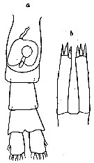 Espce Pleuromamma gracilis - Planche 31 de figures morphologiques