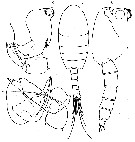 Espce Nullosetigera helgae - Planche 15 de figures morphologiques