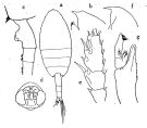 Species Paraeuchaeta aequatorialis - Plate 3 of morphological figures