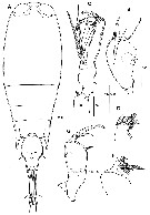 Espce Corycaeus (Agetus) flaccus - Planche 18 de figures morphologiques