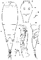 Espce Corycaeus (Agetus) limbatus - Planche 19 de figures morphologiques
