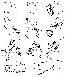 Species Oithona aruensis - Plate 1 of morphological figures