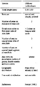 Espce Oithona wellershausi - Planche 8 de figures morphologiques