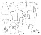 Espce Paraeuchaeta sarsi - Planche 5 de figures morphologiques