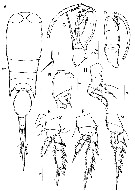 Espce Corycaeus (Ditrichocorycaeus) dahli - Planche 19 de figures morphologiques