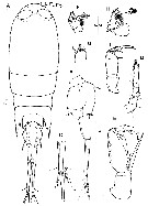 Espce Corycaeus (Ditrichocorycaeus) dahli - Planche 17 de figures morphologiques