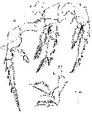 Espce Corycaeus (Ditrichocorycaeus) dahli - Planche 18 de figures morphologiques