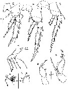 Espce Corycaeus (Ditrichocorycaeus) lubbocki - Planche 8 de figures morphologiques