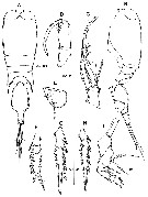 Espce Corycaeus (Ditrichocorycaeus) lubbocki - Planche 9 de figures morphologiques