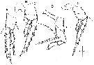 Espce Corycaeus (Ditrichocorycaeus) subtilis - Planche 10 de figures morphologiques