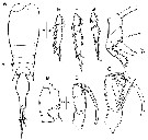 Espce Corycaeus (Ditrichocorycaeus) subtilis - Planche 11 de figures morphologiques