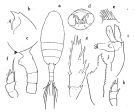 Espce Paraeuchaeta scotti - Planche 3 de figures morphologiques