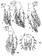 Species Sarsarietellus orientalis - Plate 3 of morphological figures