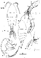 Espce Sarsarietellus orientalis - Planche 4 de figures morphologiques