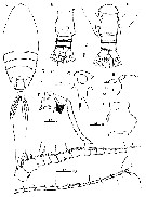 Espce Macandrewella cochinensis - Planche 1 de figures morphologiques