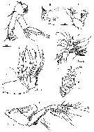 Espce Macandrewella cochinensis - Planche 2 de figures morphologiques