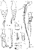 Espce Macandrewella cochinensis - Planche 5 de figures morphologiques