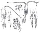 Species Centropages abdominalis - Plate 2 of morphological figures