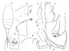 Espce Paraeuchaeta elongata - Planche 3 de figures morphologiques
