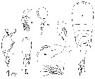 Espce Corycaeus (Ditrichocorycaeus) andrewsi - Planche 17 de figures morphologiques