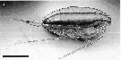 Espce Calanus hyperboreus - Planche 18 de figures morphologiques