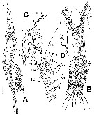 Espce Monstrillopsis hastata - Planche 1 de figures morphologiques