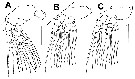 Espce Monstrillopsis hastata - Planche 3 de figures morphologiques