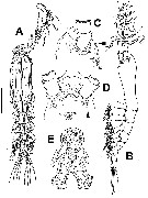 Species Monstrillopsis boonwurrungorum - Plate 1 of morphological figures