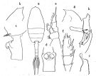 Espce Paraeuchaeta rubra - Planche 3 de figures morphologiques