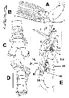Espce Monstrillopsis boonwurrungorum - Planche 2 de figures morphologiques