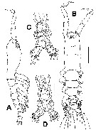 Espce Monstrillopsis nanus - Planche 1 de figures morphologiques