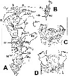 Espce Monstrillopsis nanus - Planche 2 de figures morphologiques