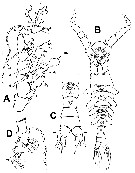 Espce Australomonstrillopsis crassicaudata - Planche 1 de figures morphologiques