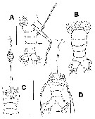 Espce Maemonstrilla ohtsukai - Planche 2 de figures morphologiques