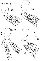 Espce Maemonstrilla hoi - Planche 3 de figures morphologiques