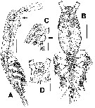 Espce Maemonstrilla protuberans - Planche 1 de figures morphologiques