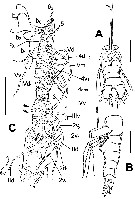 Espce Maemonstrilla protuberans - Planche 2 de figures morphologiques