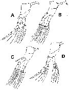 Espce Maemonstrilla protuberans - Planche 3 de figures morphologiques