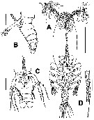 Espce Maemonstrilla crenulata - Planche 1 de figures morphologiques